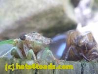 /home//u458753944/public_html/sourcegallery///////////Insects and small critters/aphids cicadas lanternflies and true bugs (Hemiptera)/P1130994.JPG